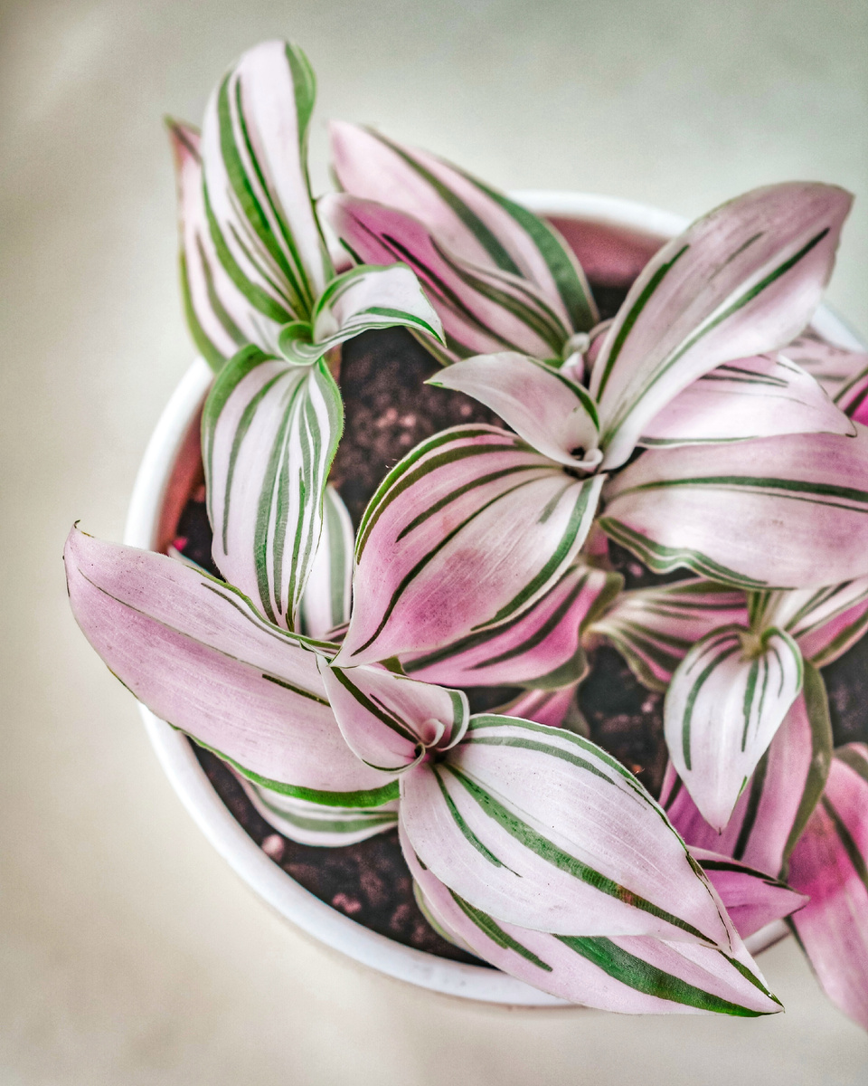 Традесканция Зебрина. 21 июня 2024 год