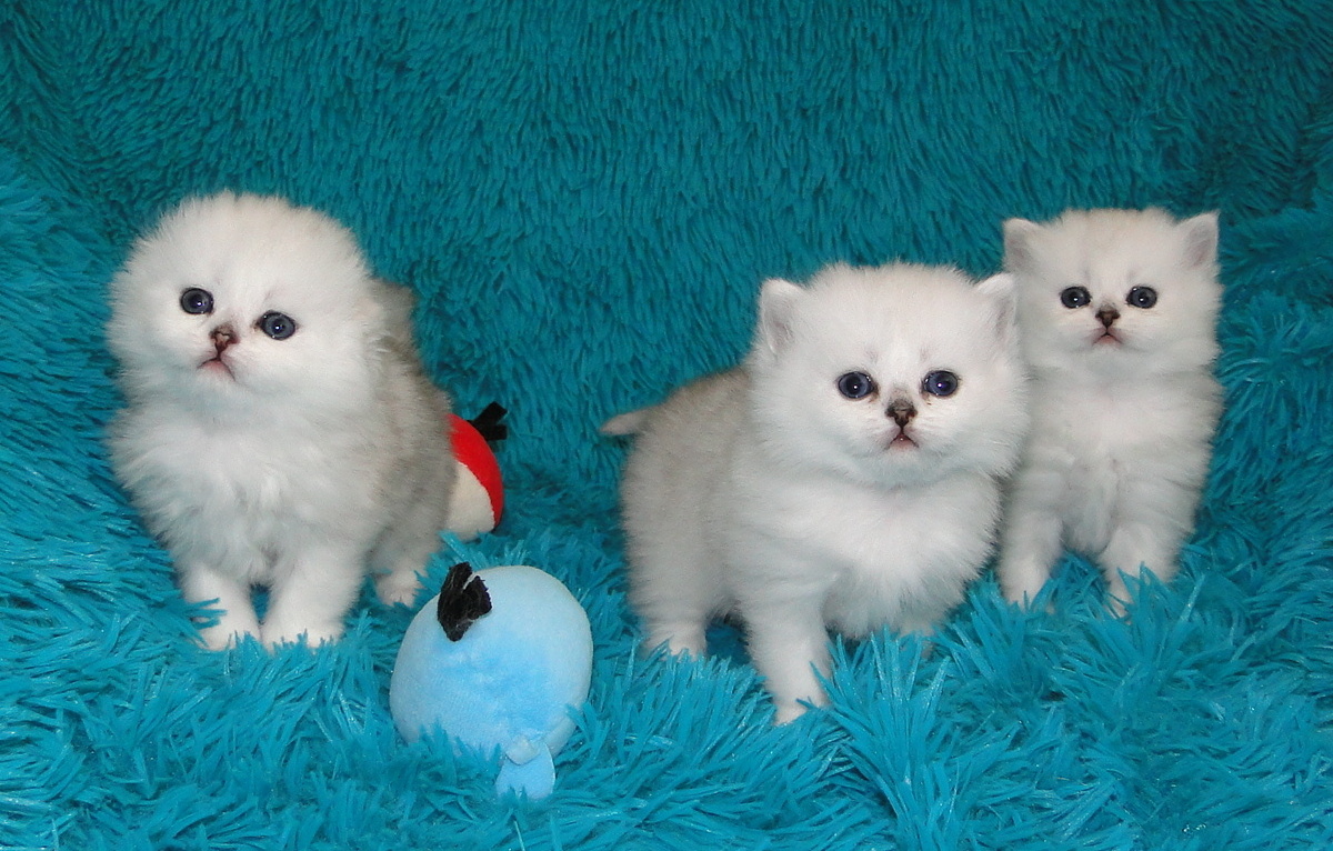 Слева направо: Элвис,Беляш, Лизочка. 