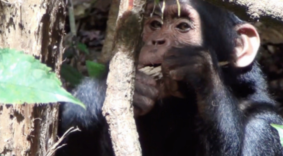  Elodie Freymann et al. / PLoS One, 2024