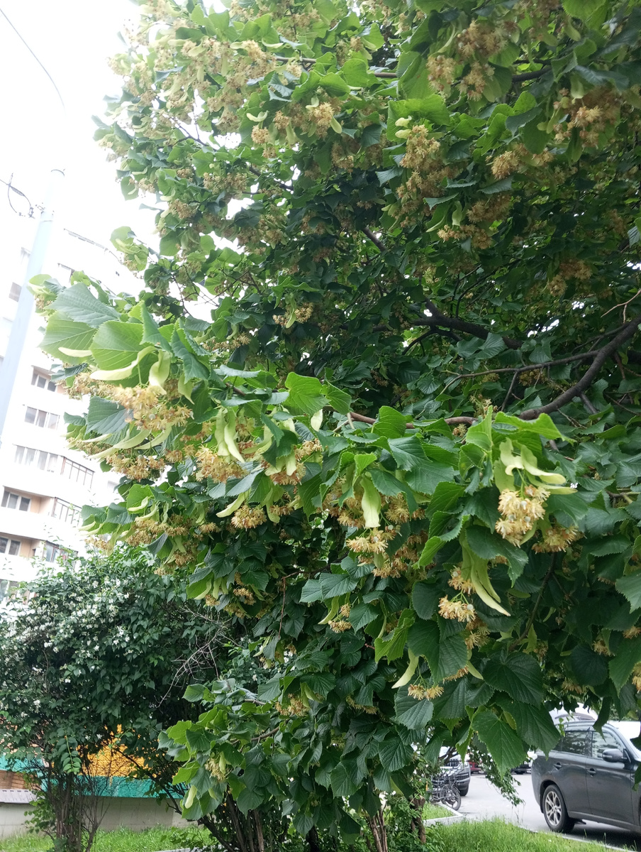 липа у нас в соседнем дворе