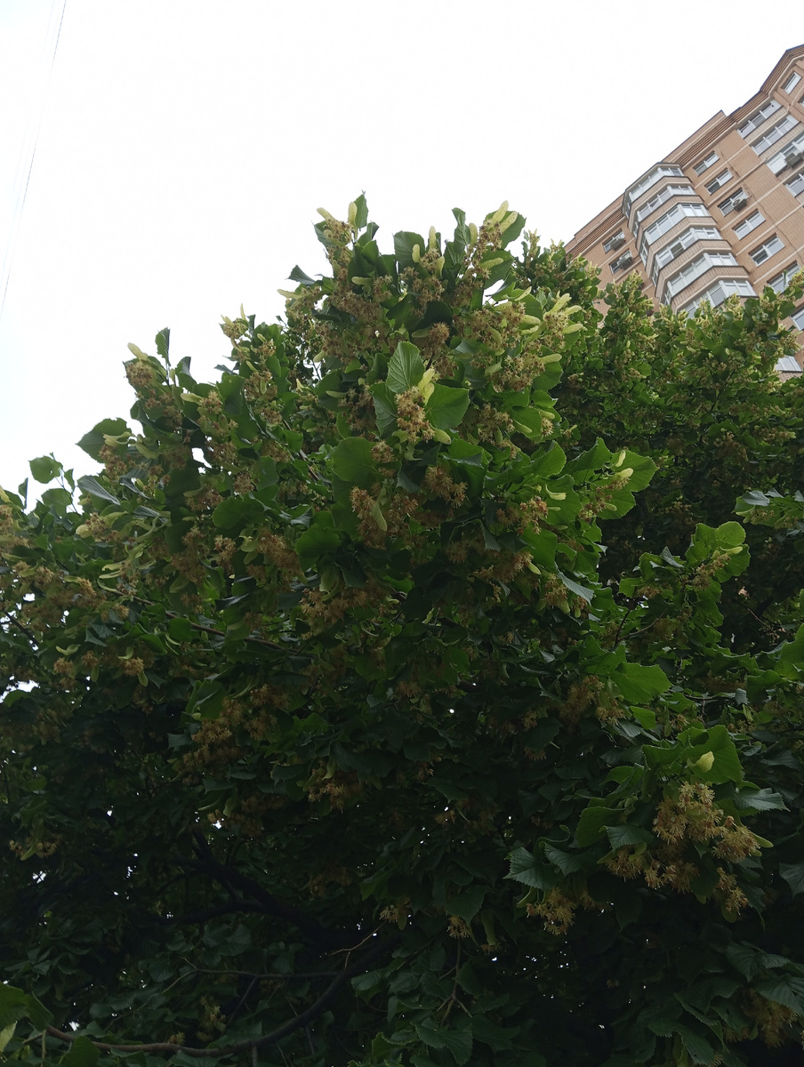 липа в соседнем  дворе