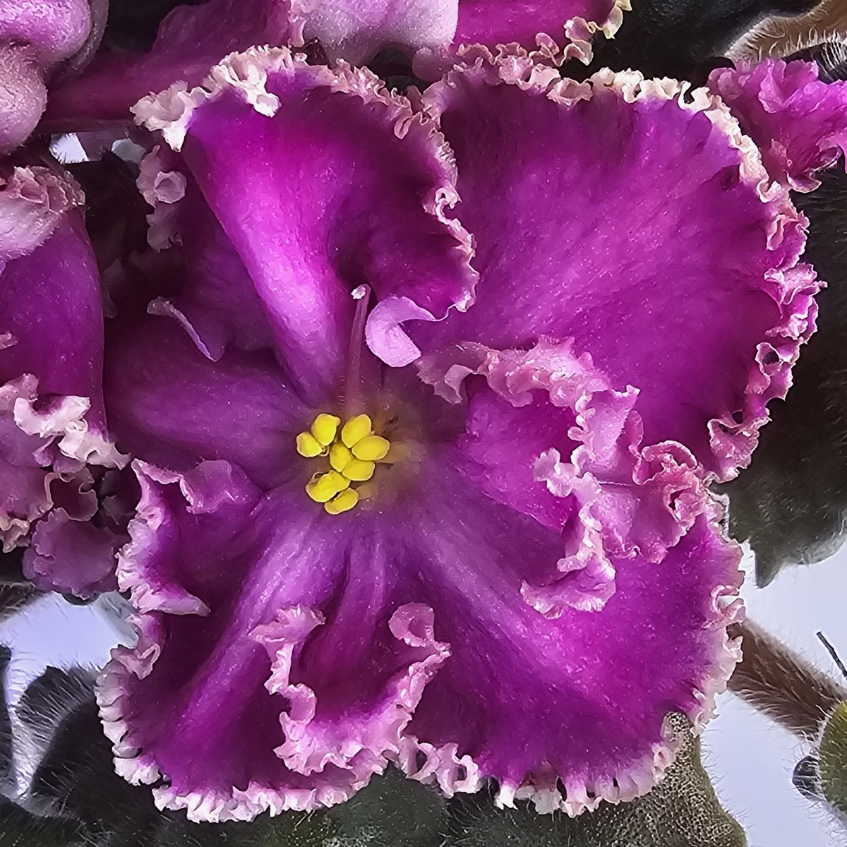 Ален-Цыганская Любовь