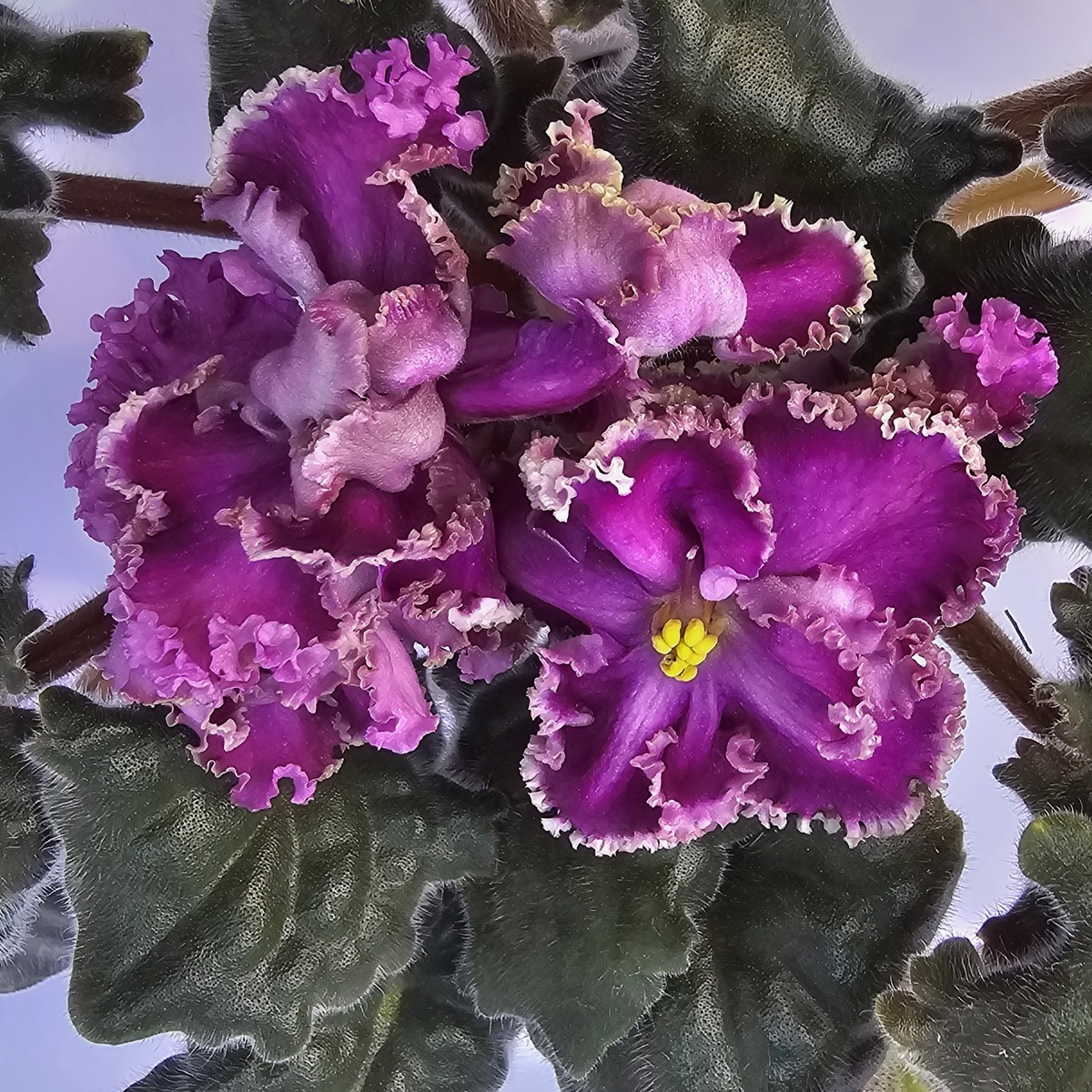 Ален-Цыганская Любовь