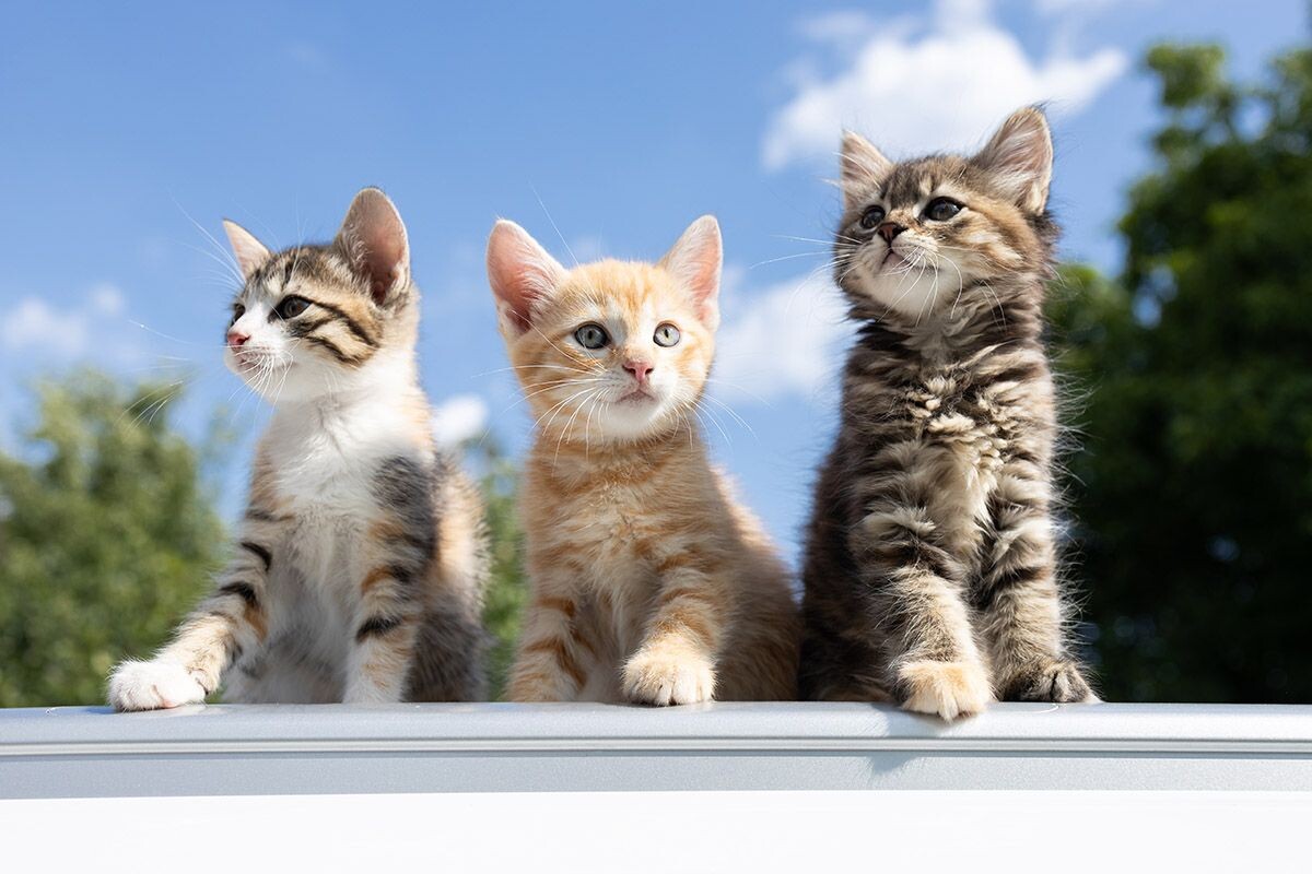 Если вы еще не знаете, какого пола котенка возьмете, подготовьте несколько вариантов унисекс-кличек. Источник: shutterstock.com📷
