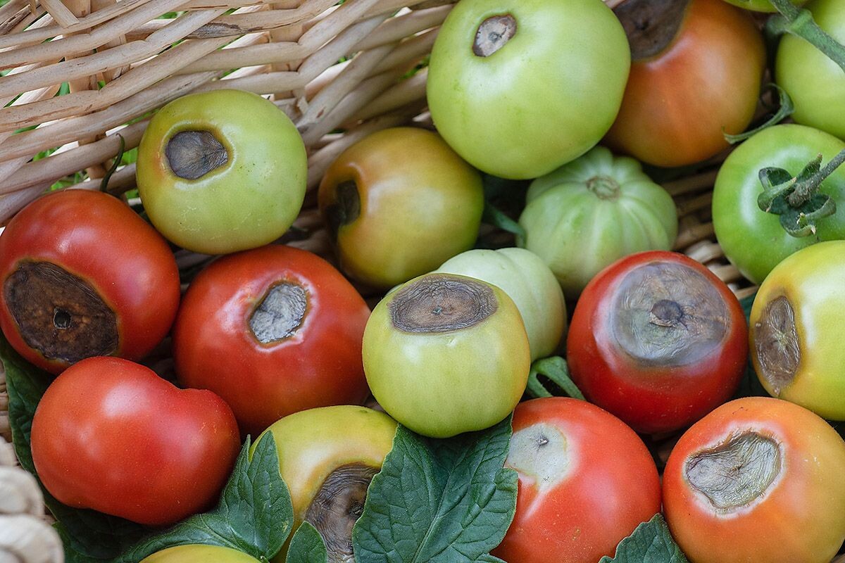 Плоды с такими пятнами есть нельзя, их придется выбросить. Источник: Shutterstock📷
