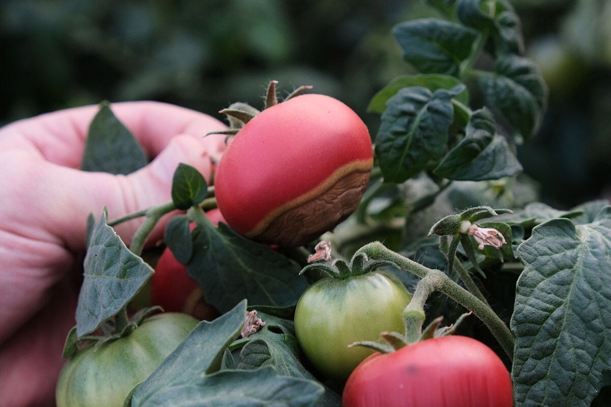 Крупные розовые сорта болеют чаще красных. Источник: Shutterstock📷
