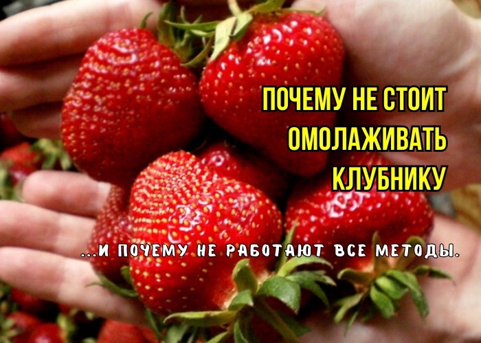 Почему мы неправильно омолаживаем клубнику - и можно ли это сделать и как: 3 метода, которые не работают. И мнение агрономов