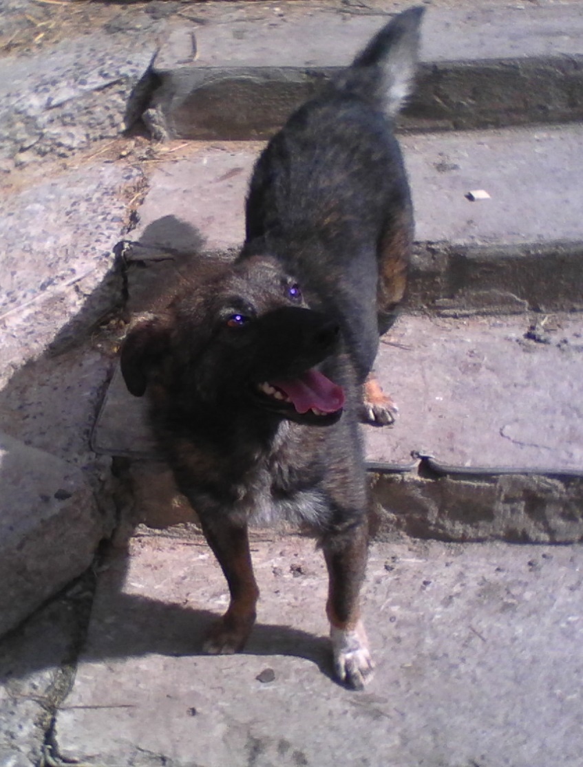 Марс - собака-улыбака