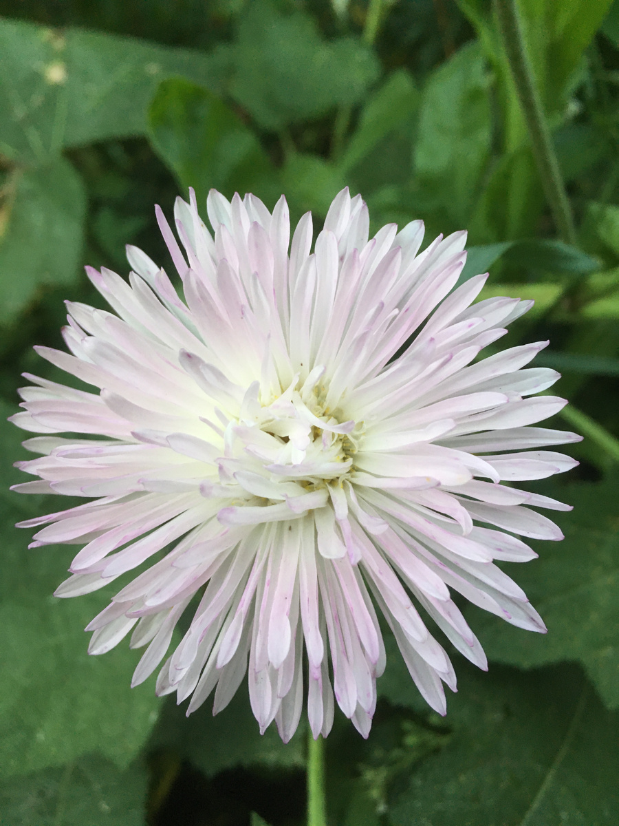 Надо быть цветочком