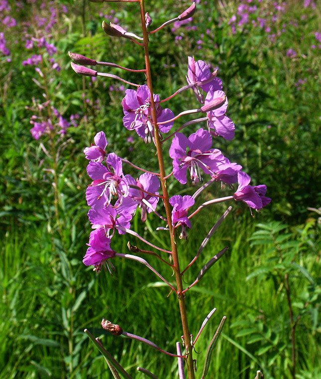 Кипрей (фото автора)