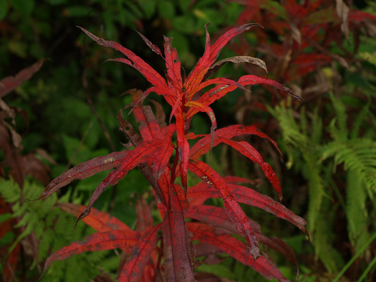 Кипрей (фото автора)