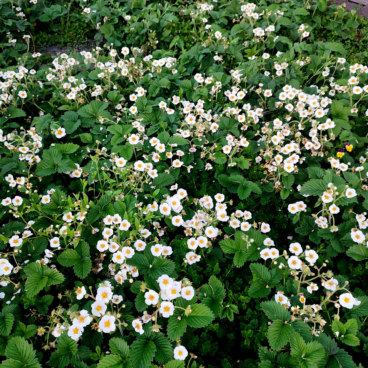 Земклубника во всей красе