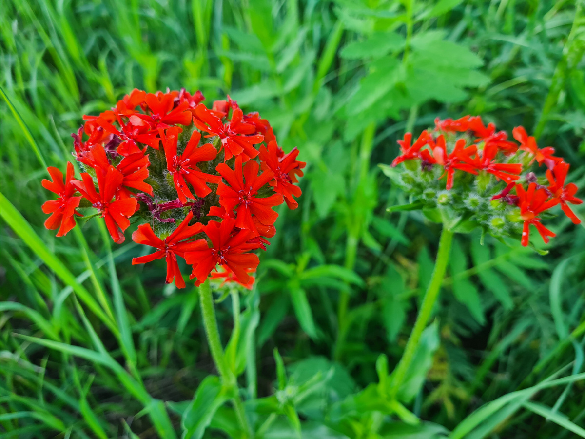 Зорька. Фото автора.