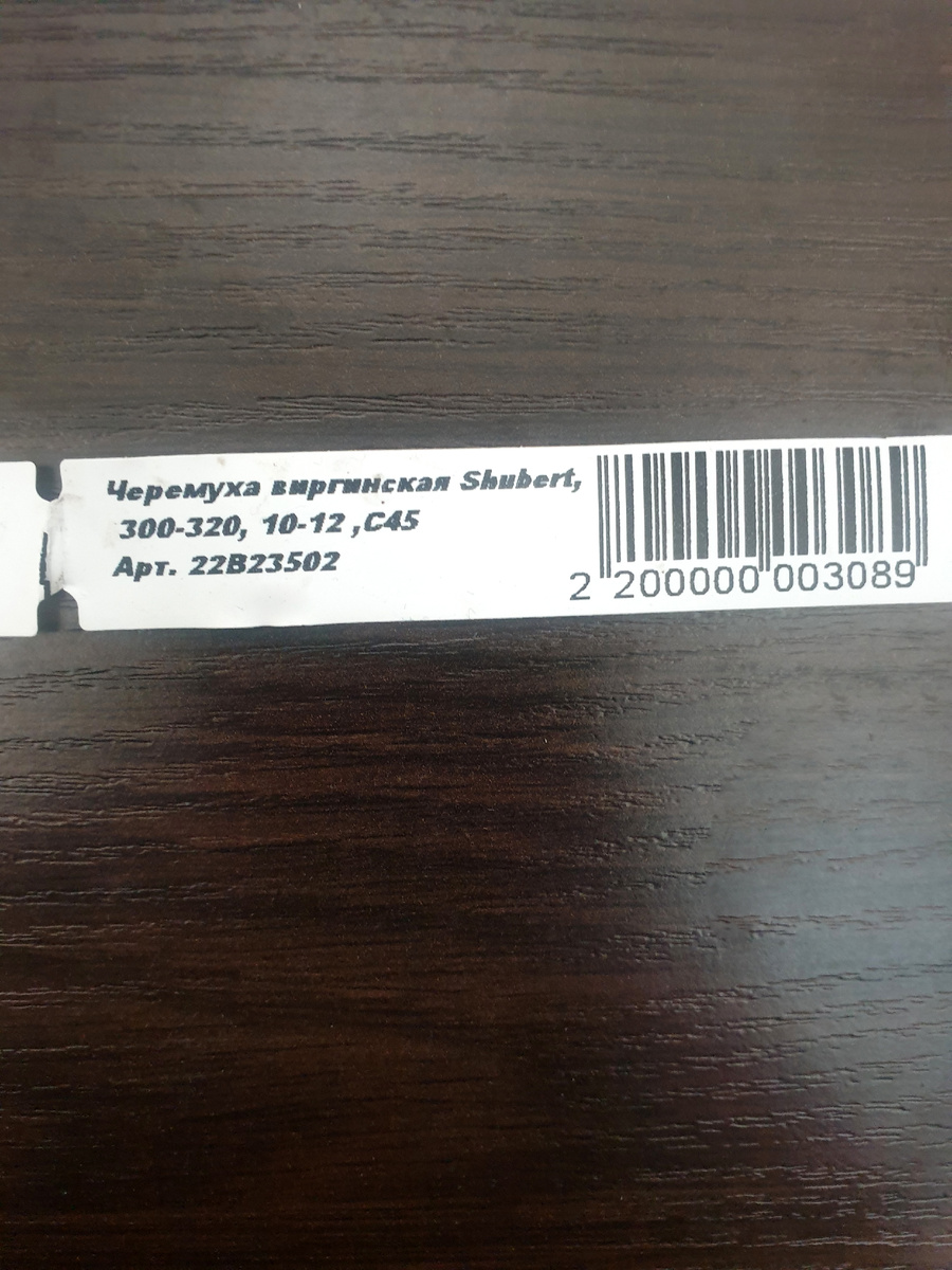 Друзья, в этой статье расскажу о своём новом дереве в саду. Кто давно читает мой канал, помнят, что у меня на лужайке перед домом росла Ива козья. Об этом дереве у меня была подробная статья.-2