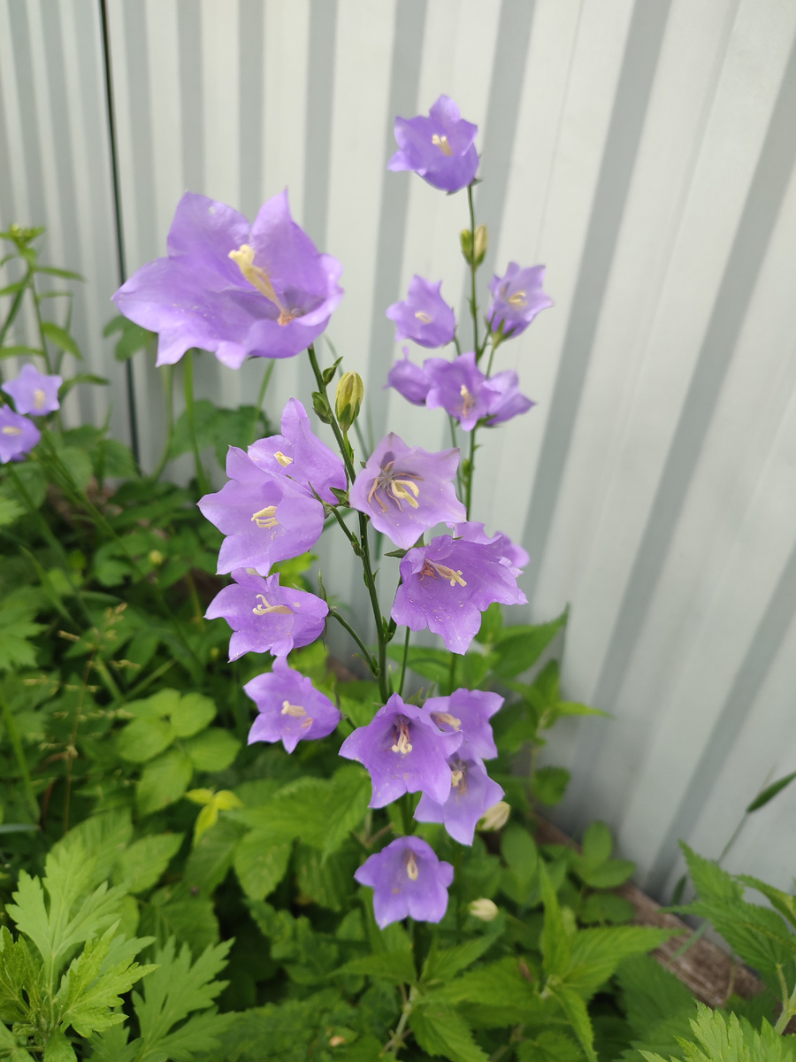 Сегодняшнее фото с дачи - наши колокольчики.