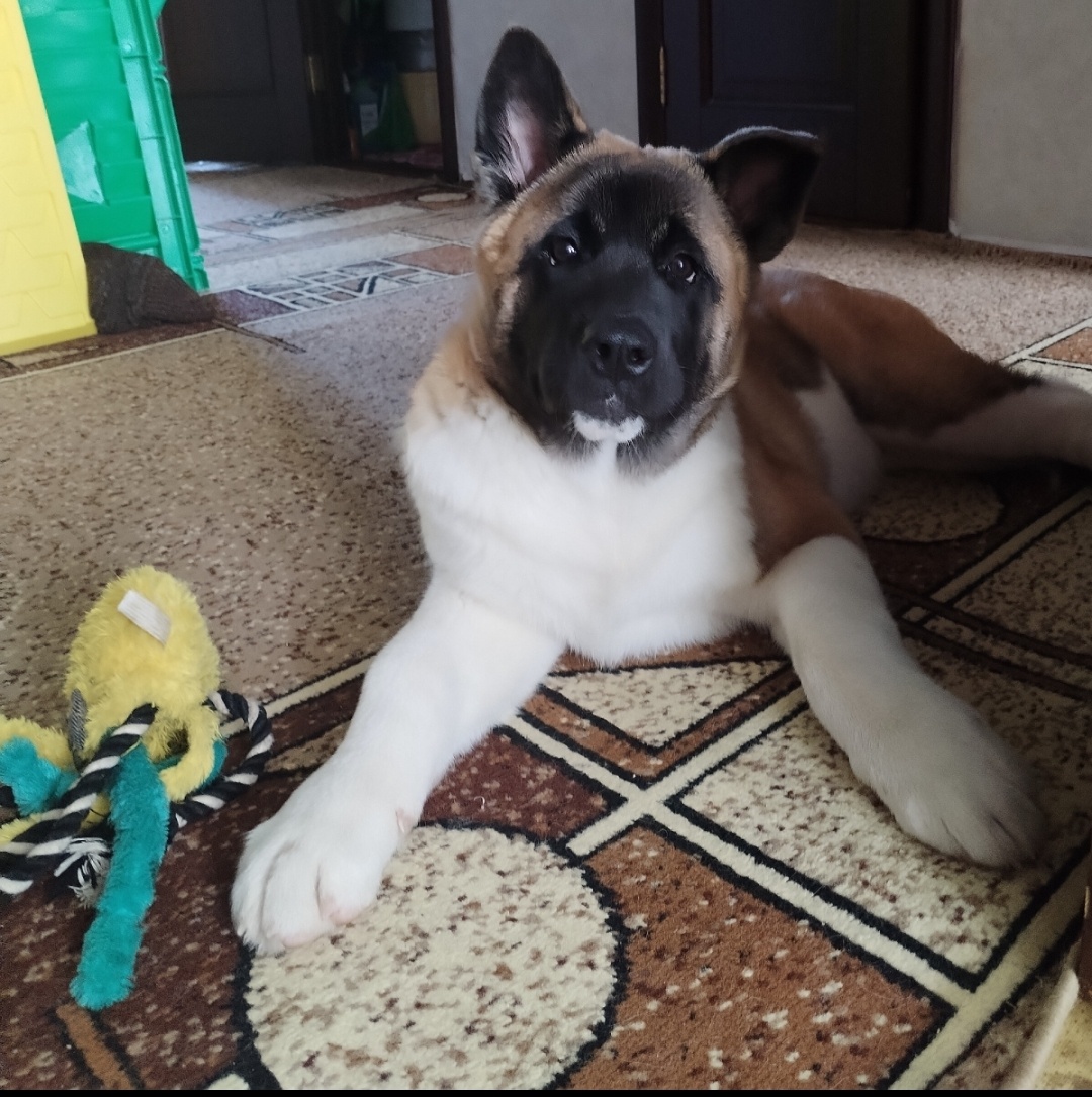 Мой любимый пёс до болезни