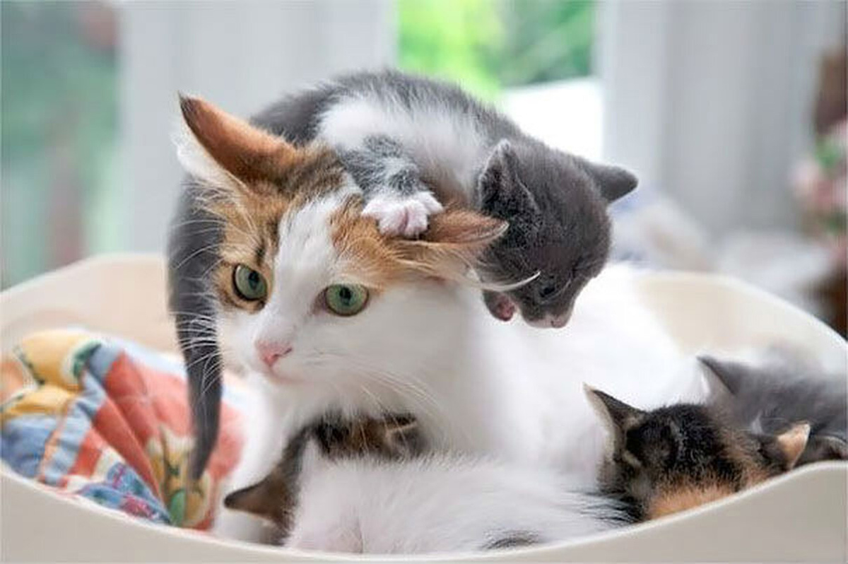 Насчет обработки кошек от блох есть стандартное правило: профилактической обработке от паразитов подлежат все коты и кошки достигшие определенного возраста (совсем маленьких котят не обрабатывают)...-2