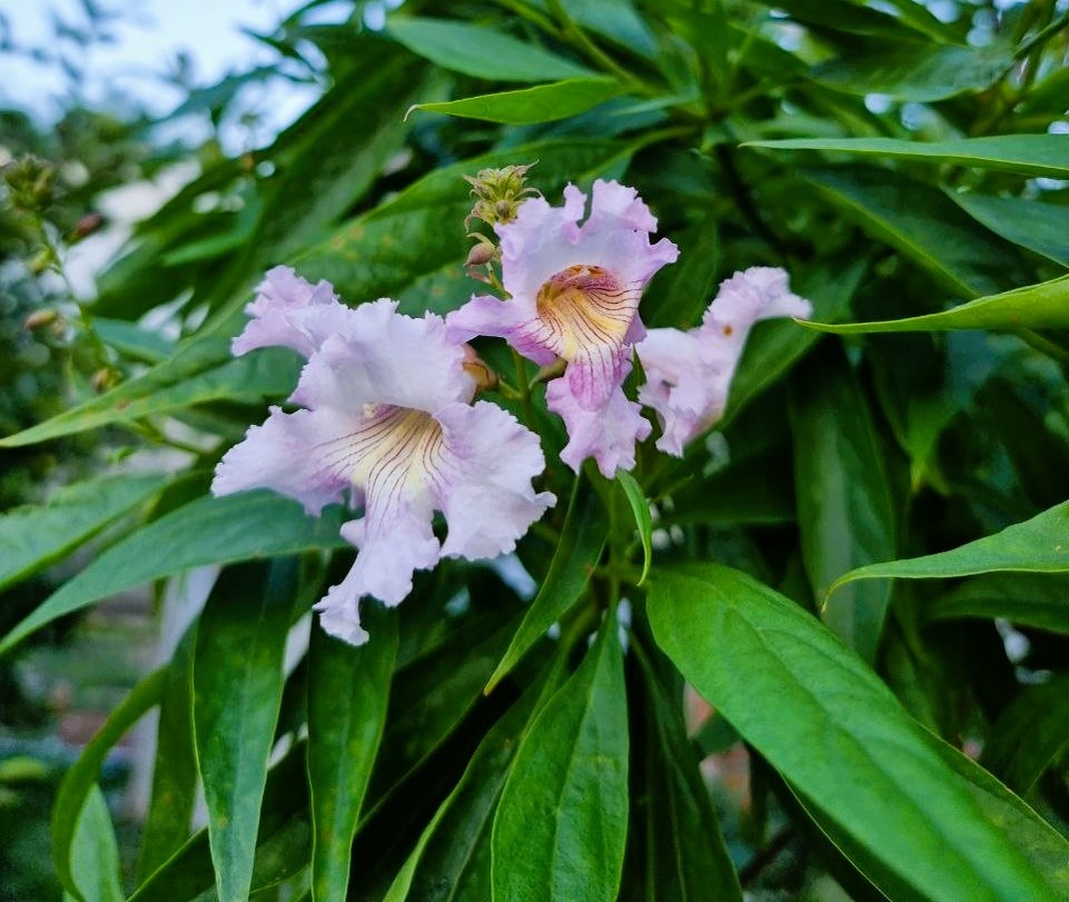 х Chitalpa tashkentensis. Анапа.