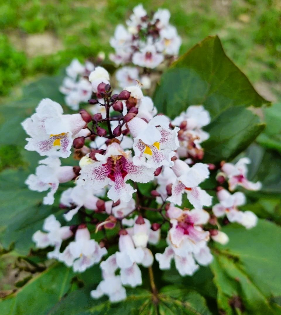 Catalpa bignonioides 'Purpurea' ->