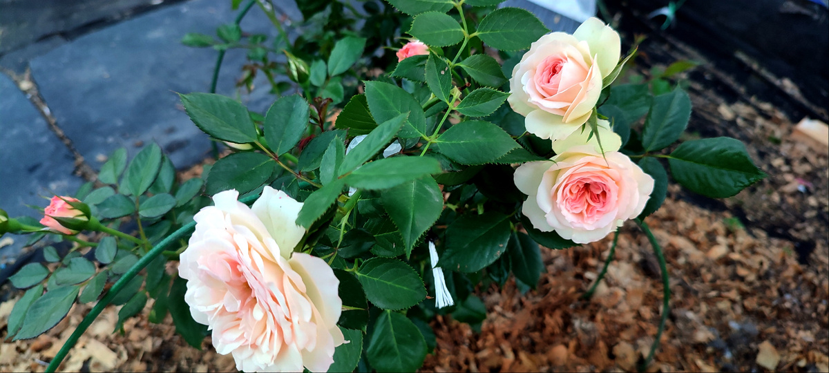 Зацвела моя новая роза