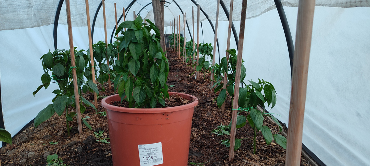 Мой парник с перцами