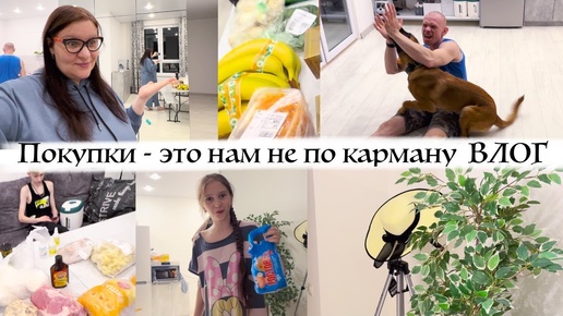 🤦‍♀️ Они ПоДСноС, НО наверное НЕ знают  ✅ Диане понравилась идея 🔥 Игры с собакой дома  🐕 Влог