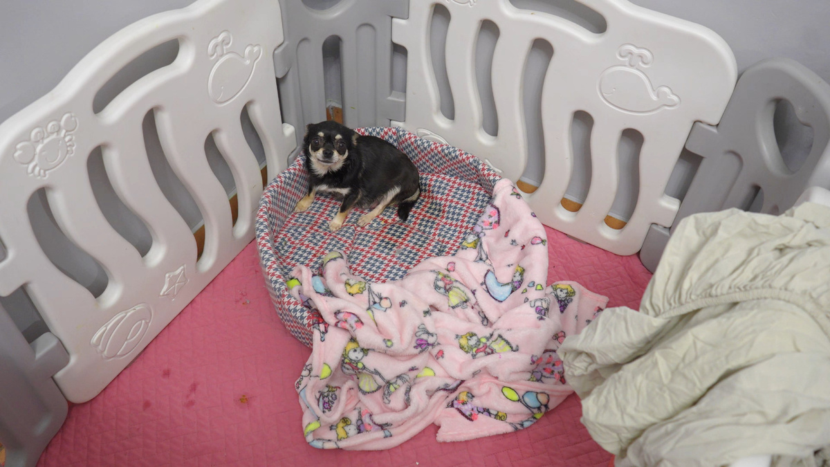 Собака породы чихуахуа по кличке Нона собирается рожать