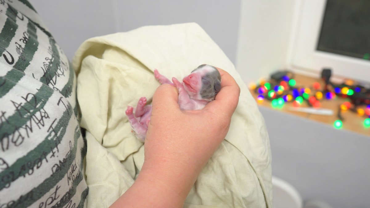 Щенок чихуахуа в первые минуты жизни