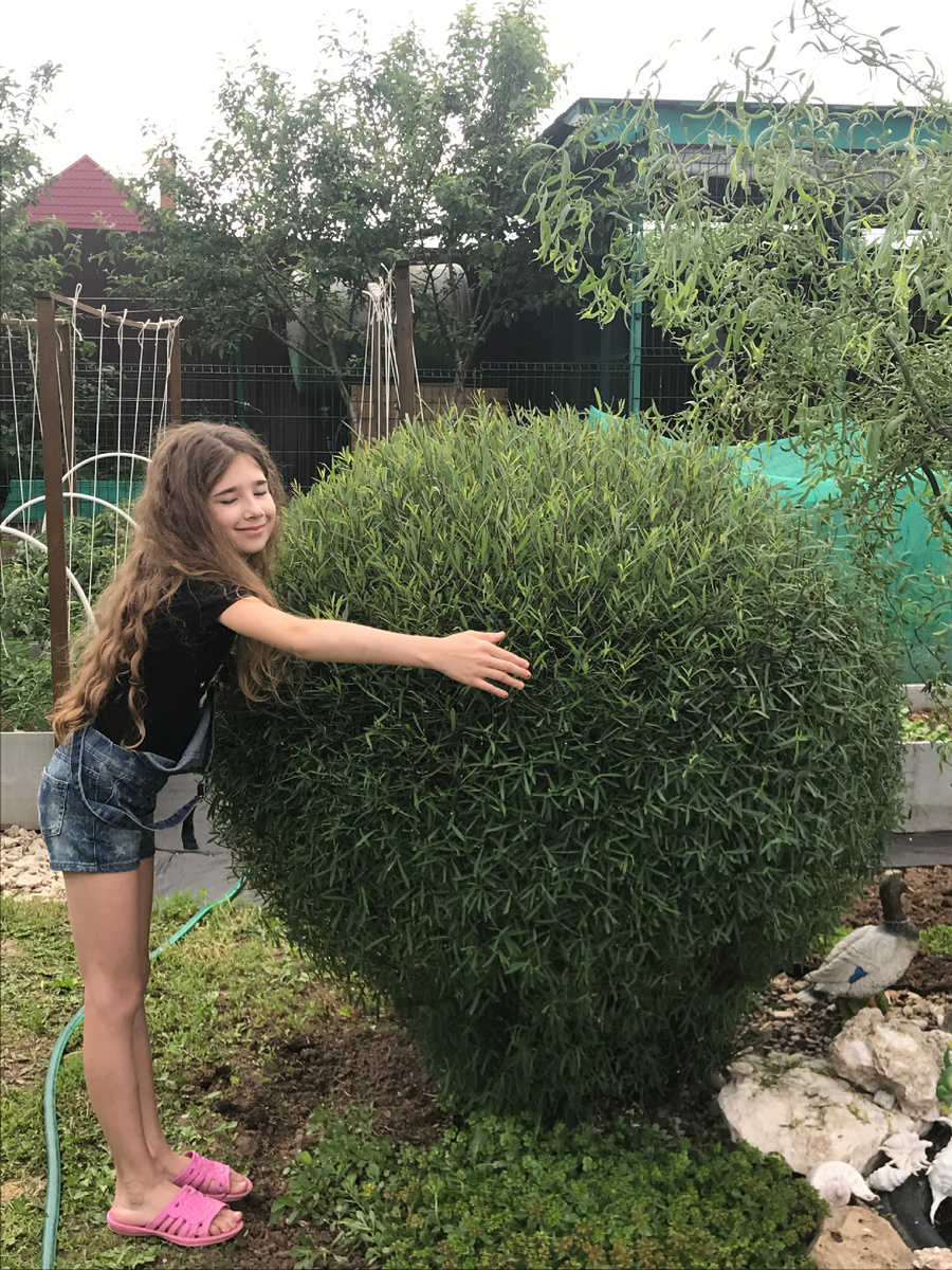 2020 г, после стрижки. Шар уже ростом с дочу.