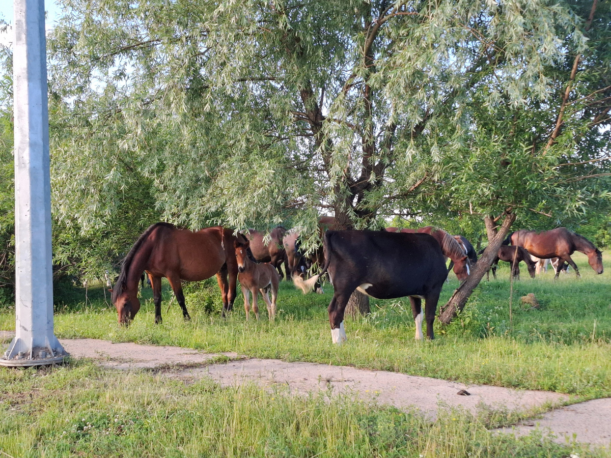 Деревенские приколы. Домик в деревне прикол. Не хочу ехать в деревню. Жизнь в деревне. Едем на дачу.