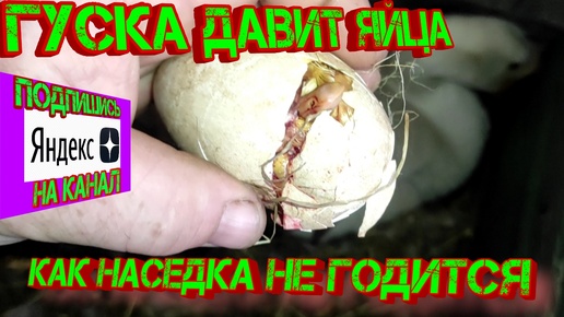 Гуска давит яйца, как наседка не годится!!!