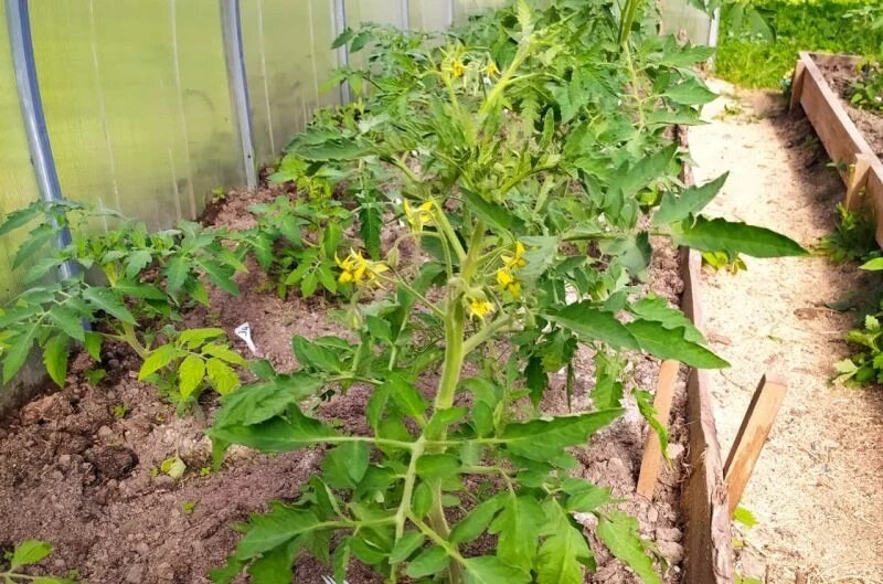  Привет друзья. В теплице сейчас на кустах томатов цветут уже две кисти и в этот период я поливаю томаты важным раствором, который стимулирует цветение.