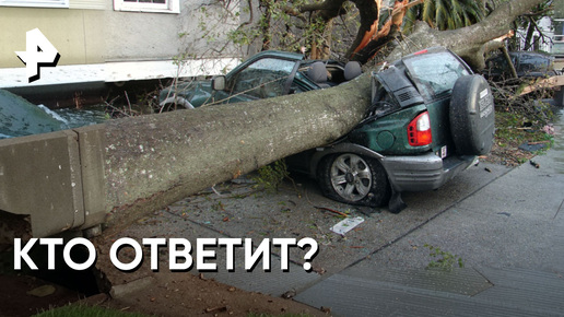 «Минтранс»: кто будет отвечать за падение дерева на авто?