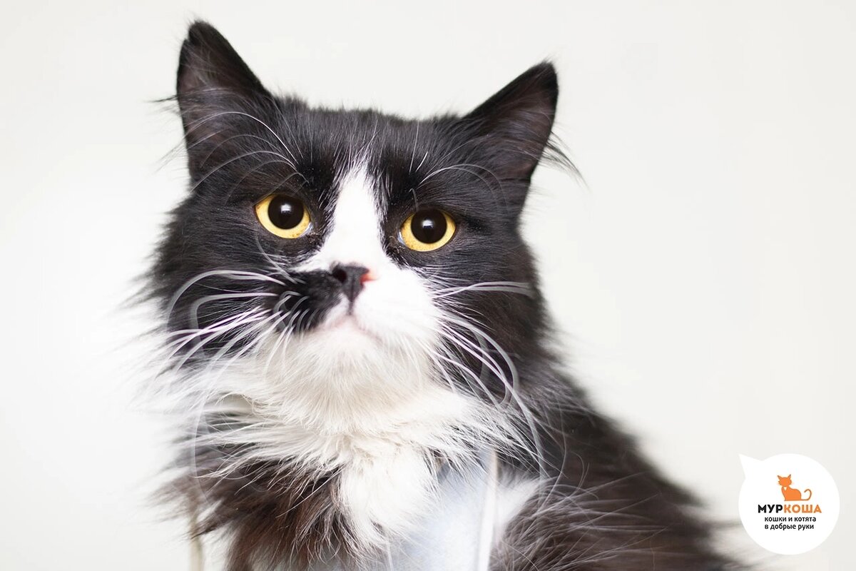 Берегиню выкинули из машины и уехали. Кошечка три дня ждала, что за ней вернутся.