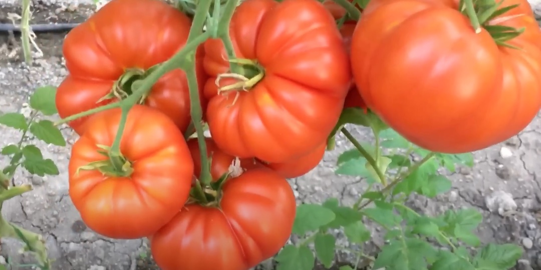 Как Правильно Поливать Томаты в Жару и не только