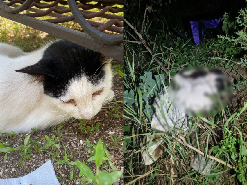 Фото: ТГ-канал «Кошкин Дом»