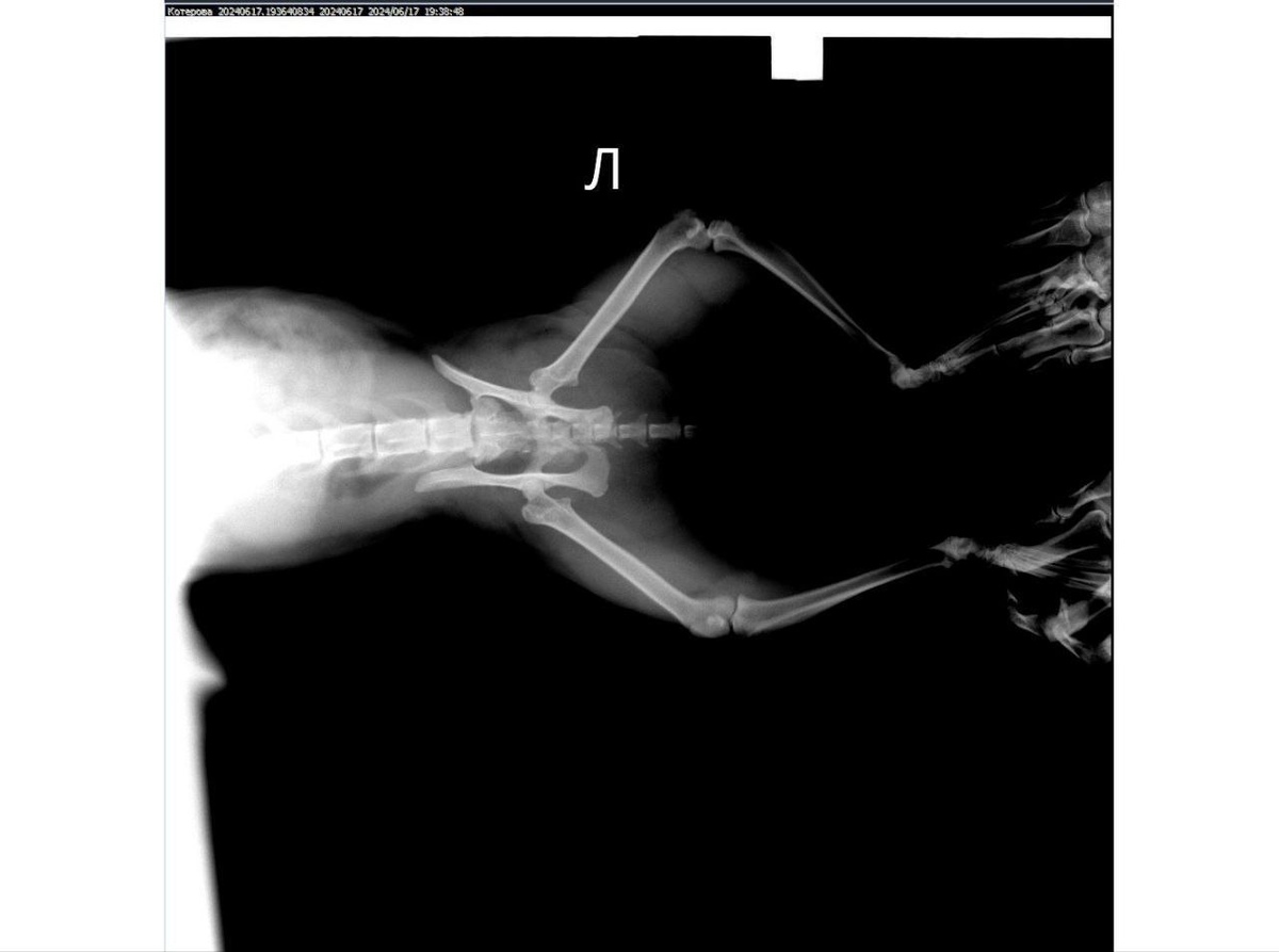 Снимок позвоночника кошки. Фото: ТГ-канал «Кошкин Дом»