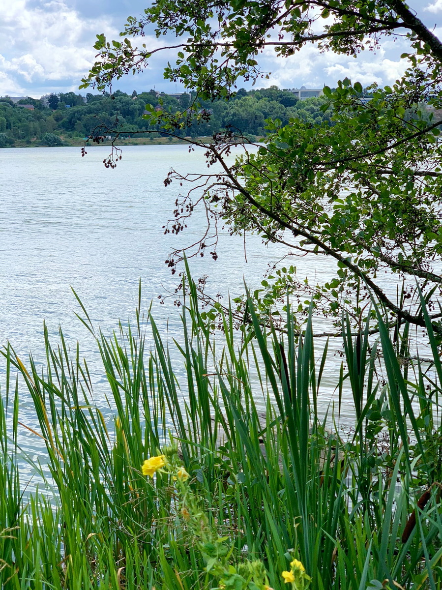 На фото - цветущие болотные ирисы. Они недолго цветут. Но с каждым годом их становится больше.