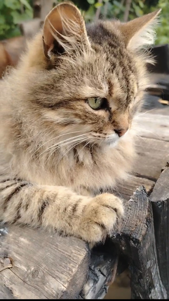 Прасковья . Кошачий выгул )