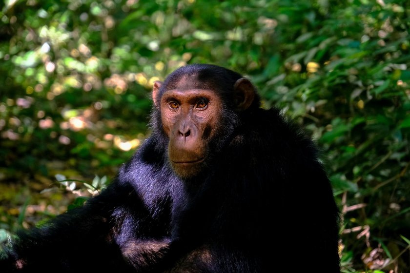 Дикие шимпанзе используют различные растения в качестве лекарств.