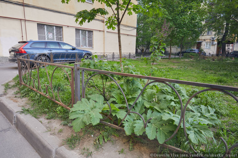 Борщевик во дворе Петербурга