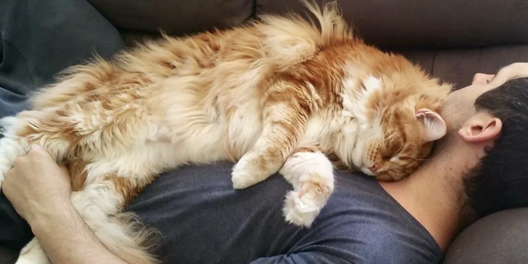 Как приучить кошку спать рядом с хозяином в кровати