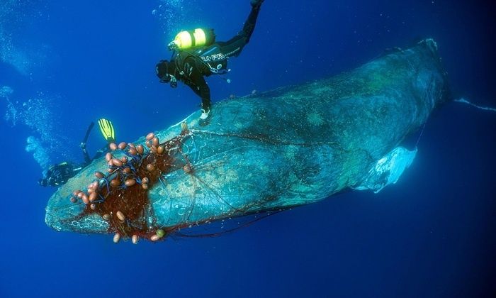    Китенок спасен