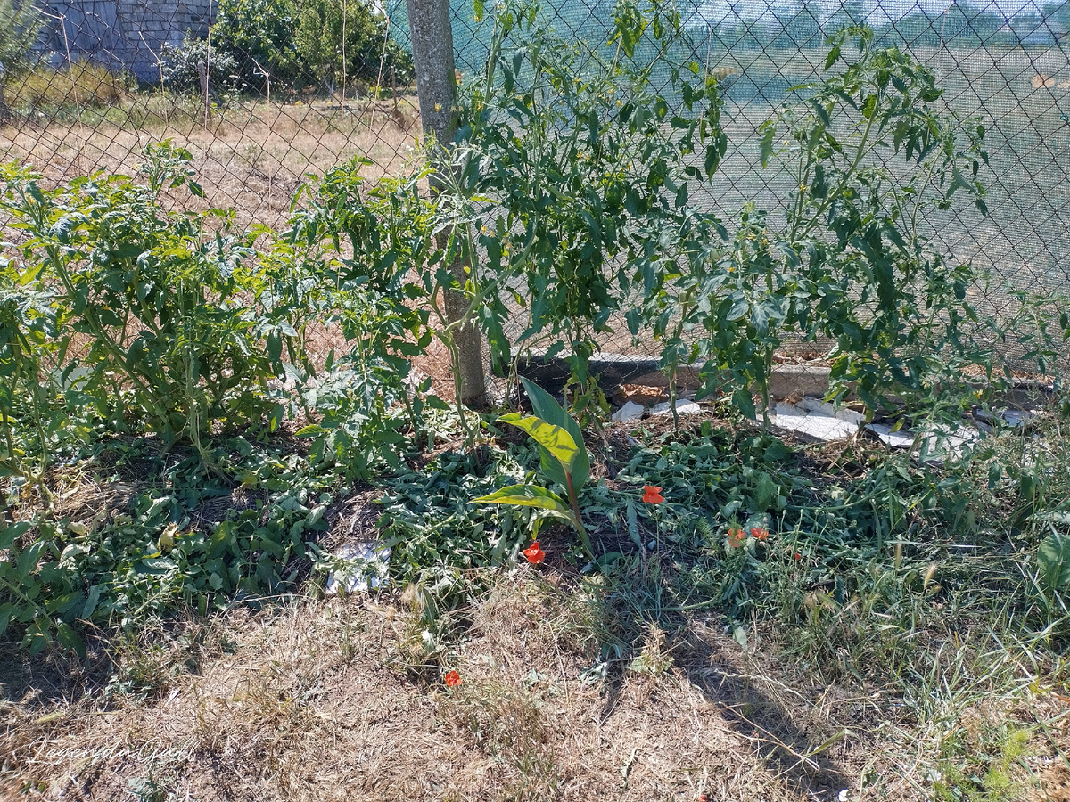 Теперь хоть видно, где  стволы находятся....