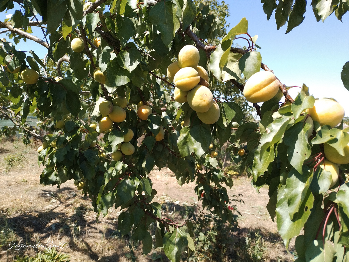 Уже окрашиваются потихоньку, уже вот-вот...