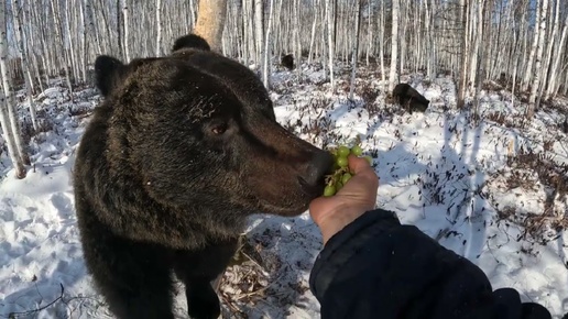 Фермер спас и вырастил двух медвежат, и теперь он живёт в своём доме с целым семейством медведей