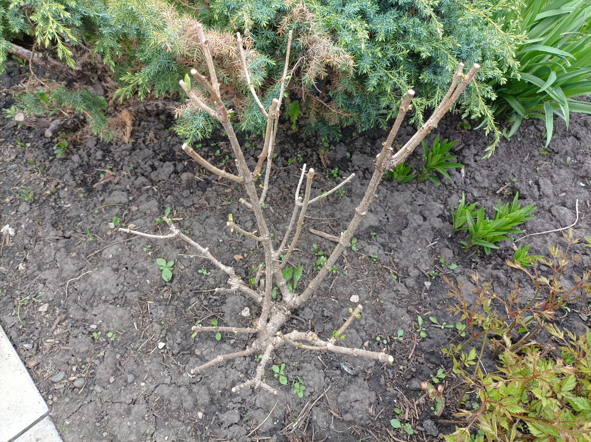 метельчатая гортензия Бомшелл