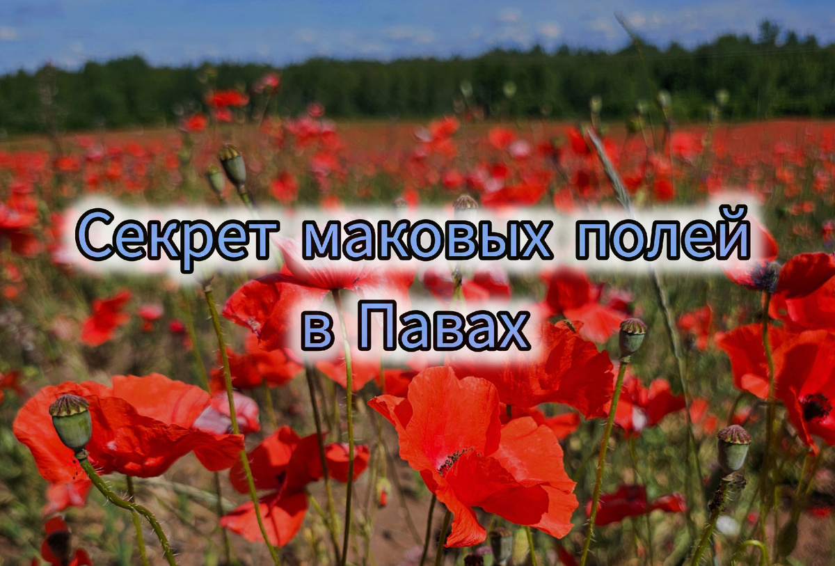 Фото: Парадная гостья