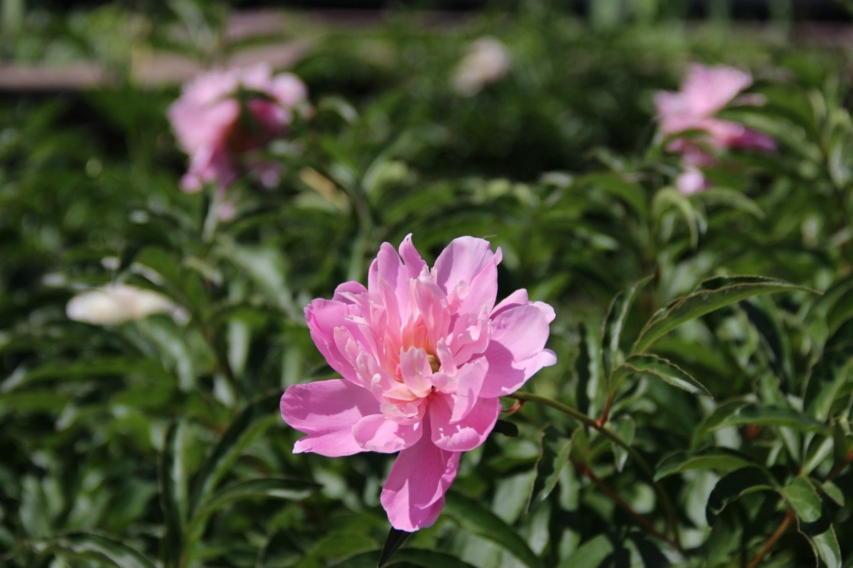 Фотография автора