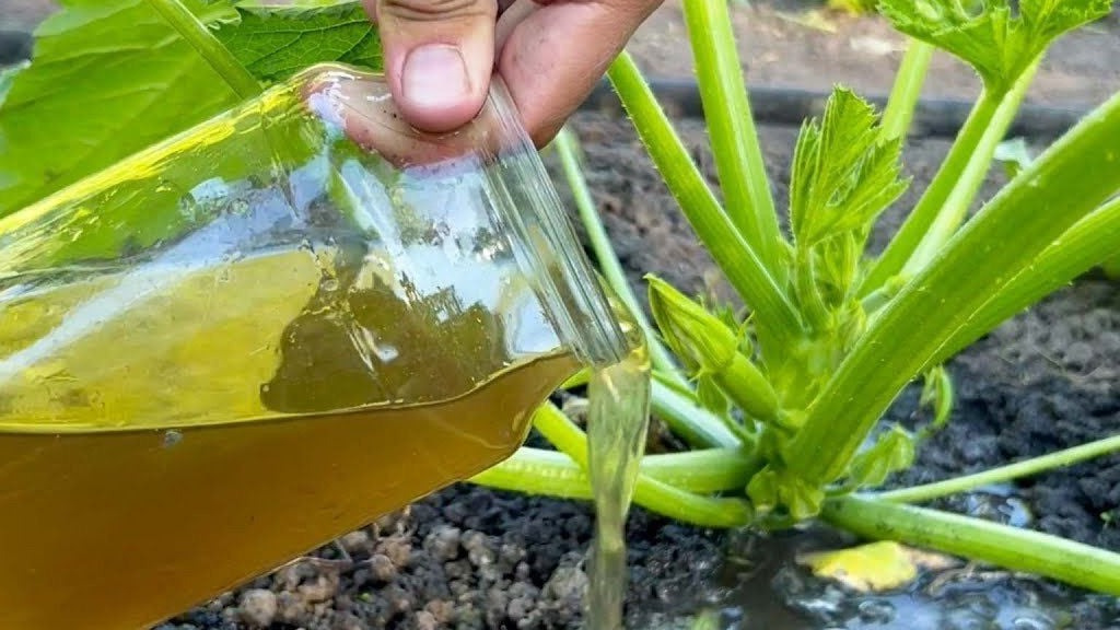 А пока расскажу о том, чем можно подкормить кабачки, чтобы получить замечательный урожай.